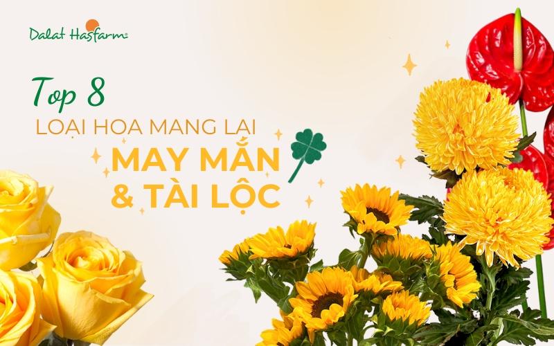 Hinh anh mot binh hoa cam ket hop nhieu loai hoa may man nhu dong tien cuc vang lan ho diep tren ban trung bay